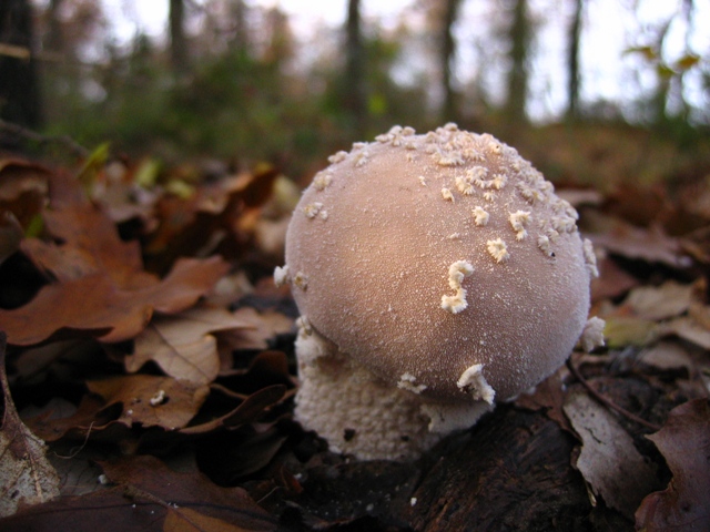 Escursione in querceto, finalmente i funghi!!!